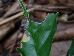 Riodinidae