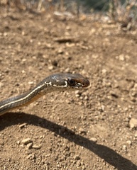 Masticophis lateralis