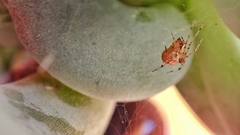 Tidarren sisyphoides