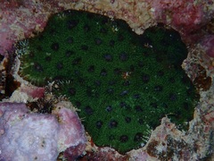 Acanthastrea