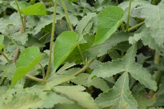 Ipomoea orizabensis orizabensis