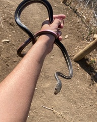 Masticophis lateralis