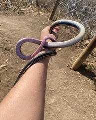 Masticophis lateralis