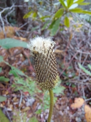 Anemone virginiana
