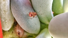 Tidarren sisyphoides