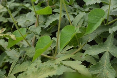 Ipomoea orizabensis orizabensis