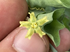 Ibervillea sonorae