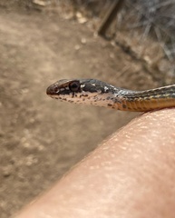 Masticophis lateralis