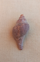 Australaria australasia