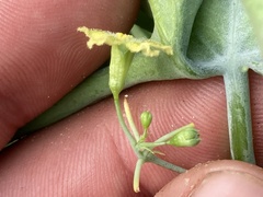 Ibervillea sonorae