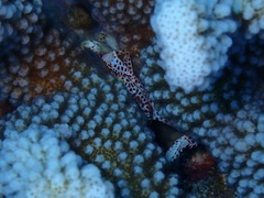 Trapezia rufopunctata