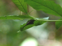 Riodinidae