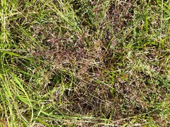 Mecardonia acuminata