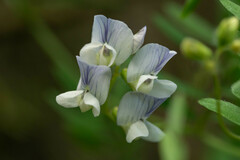 Vicia vicina