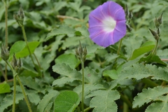 Ipomoea orizabensis orizabensis