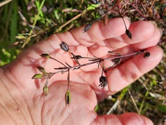 Mecardonia acuminata