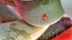 Tidarren sisyphoides