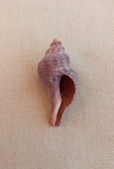 Australaria australasia