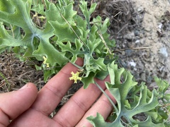 Ibervillea sonorae