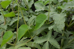 Ipomoea orizabensis orizabensis