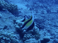 Zanclus cornutus