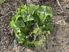 Ibervillea sonorae