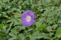 Ipomoea orizabensis orizabensis