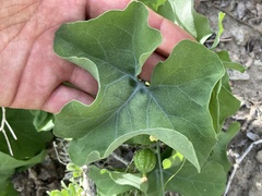 Ibervillea sonorae