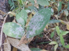 Erysiphe pisi