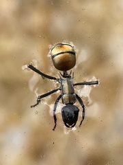 Polyrhachis ammon