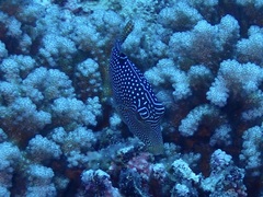 Canthigaster solandri