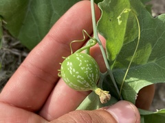 Ibervillea sonorae