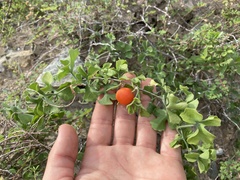 Ibervillea sonorae