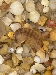 Talitridae