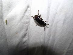 Nicrophorus pustulatus