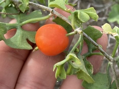 Ibervillea sonorae