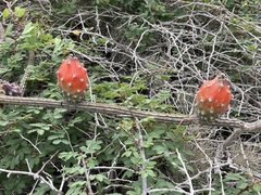Peniocereus striatus