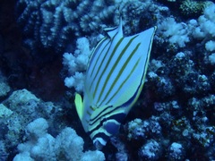 Chaetodon ornatissimus