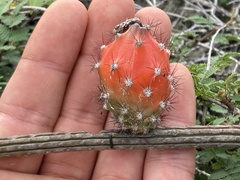 Peniocereus striatus