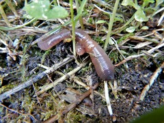 Lumbricus