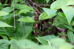 Corallorhiza striata