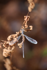 Lestidae