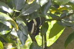 Papilio garamas