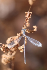 Lestidae