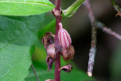 Corallorhiza striata