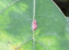 Callirhytis piperoides