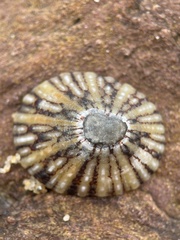Cellana tramoserica