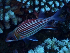 Sargocentron diadema