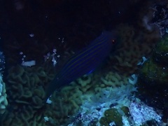 Pseudocheilinus hexataenia