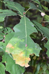 Callirhytis piperoides